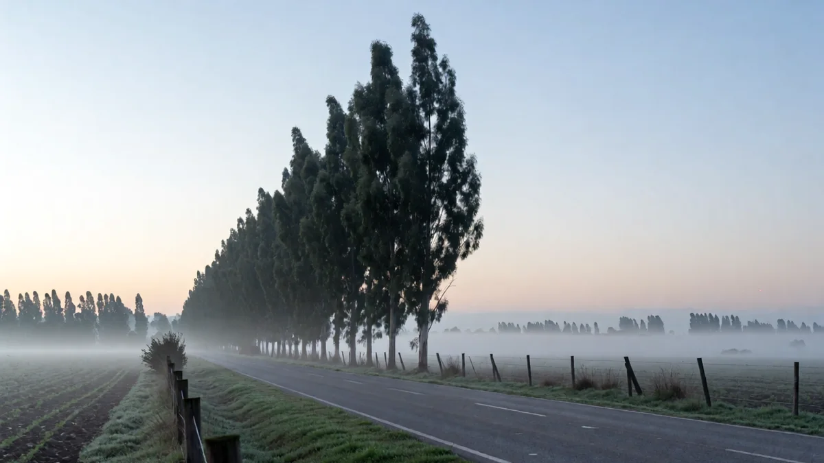 Ruta provincial vacía al amanecer bordeada de eucaliptos, con niebla baja sobre los campos